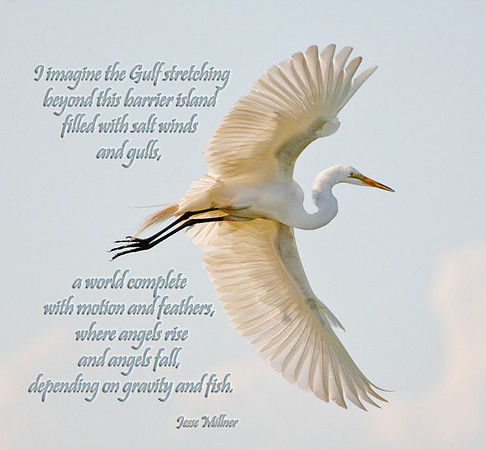 Unspoiled Amgel Wings
