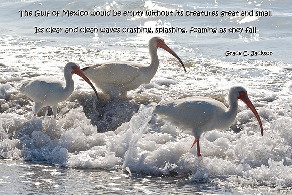Unspoiled Ibis Trip