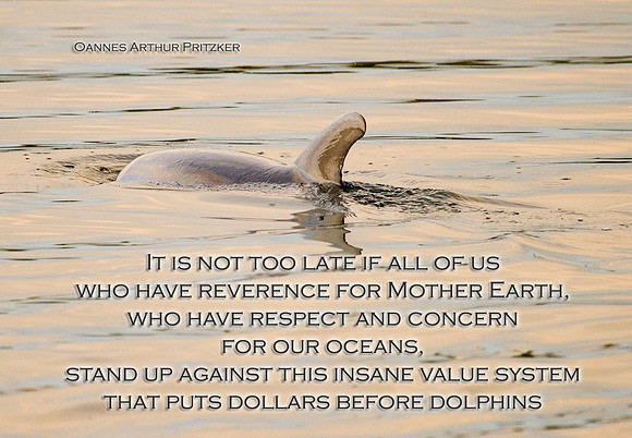 Unspoiled  Dolphin
