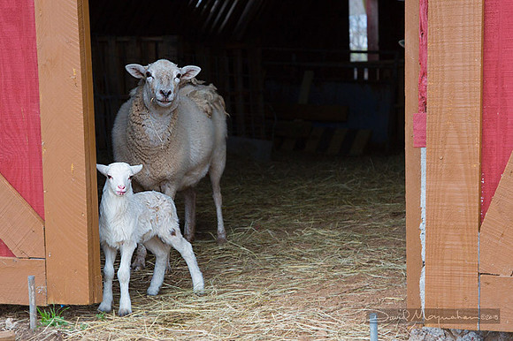Farm-5652