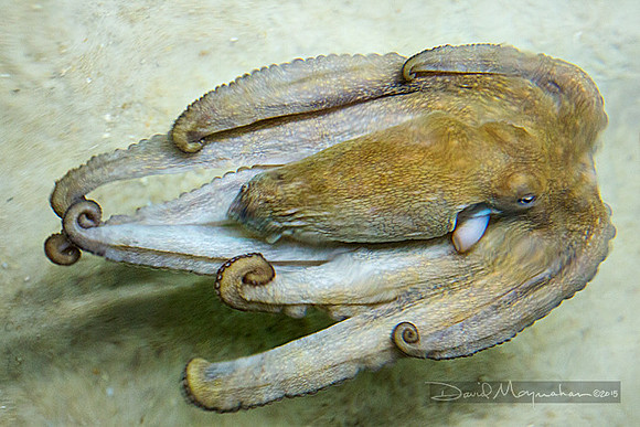Octopus Jet