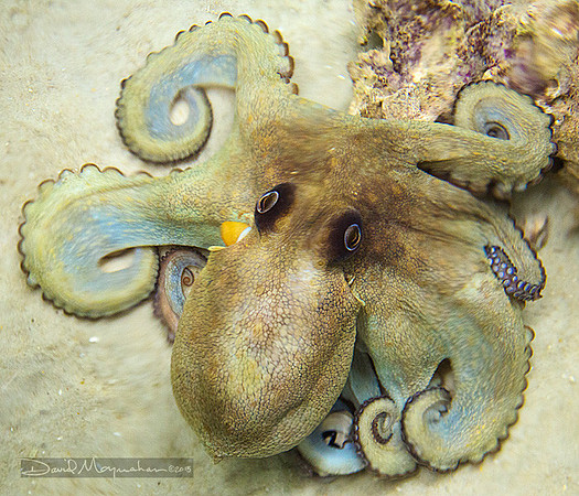 Octopus