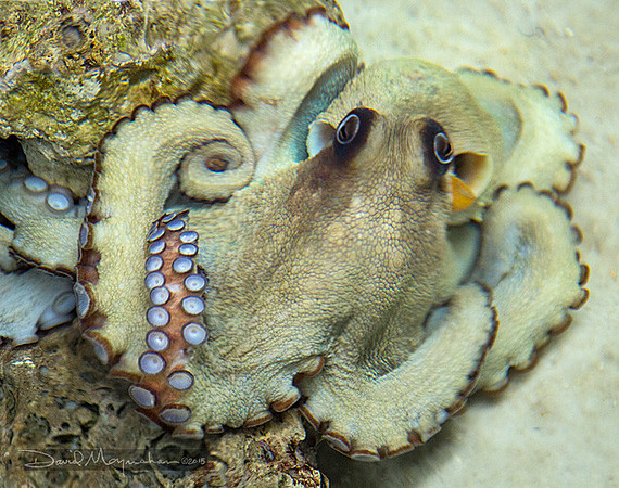 Octopus Furls