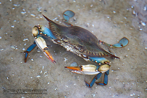 Blue Crab