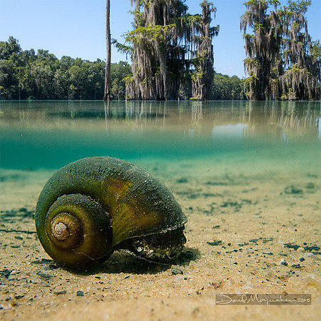 Apple Snail Split
