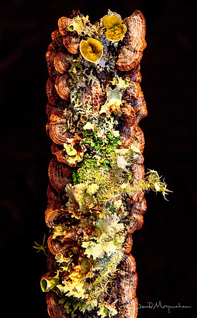 Staff of Life Detail