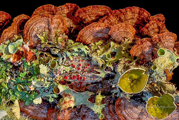 Smorgasbord