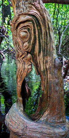 Creature from the Lost Creek
