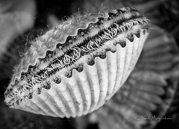 Face of a Scallop