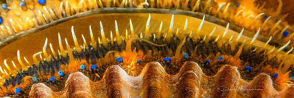 Scallop Eyes Pano