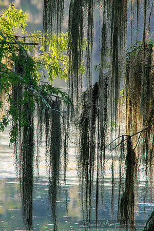 Spanish Moss Curtain