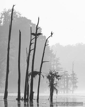 Foggy Snags