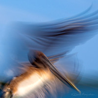 Pelican Abstract
