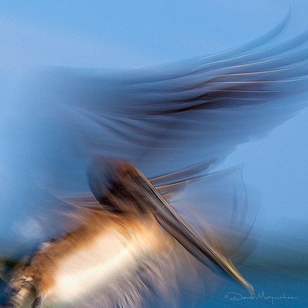 Pelican Abstract