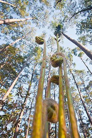 Fern_Fiddleheads_3179-lg