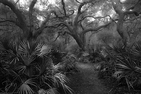 Palmettos in Pre-dawn Mist II