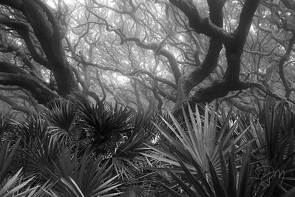 Palmettos in Pre-dawn Mist III