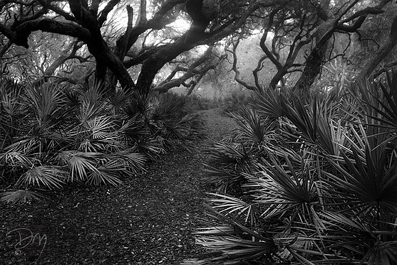Palmettos in Pre-dawn Mist