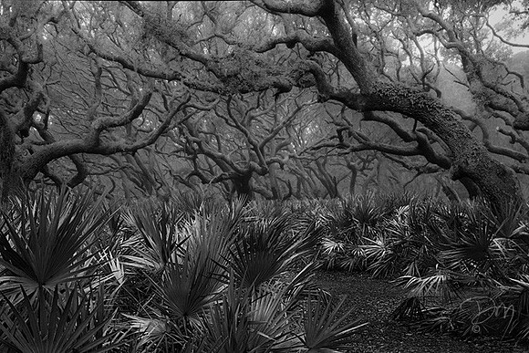 Palmettos in Pre-dawn Mist IV