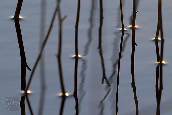 Pond Edge Zen