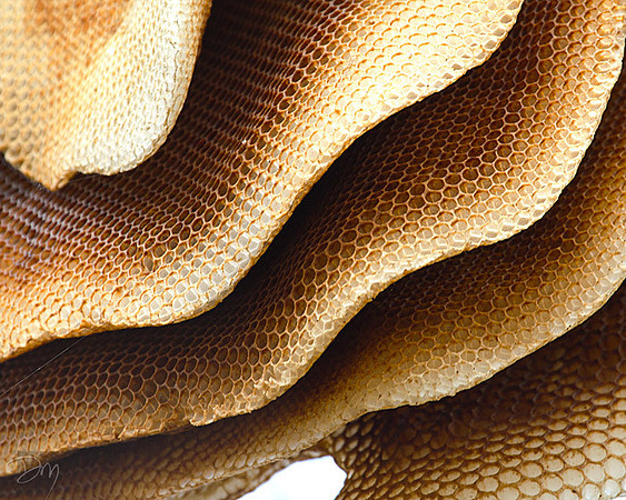 Bee hive