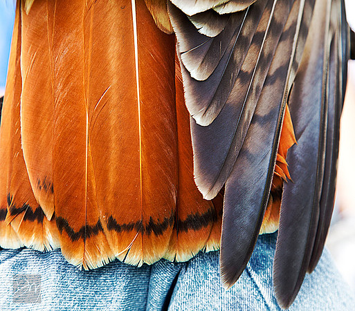 Hawk Tail.
