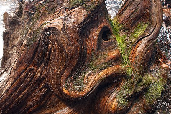Cypress Gargoyle