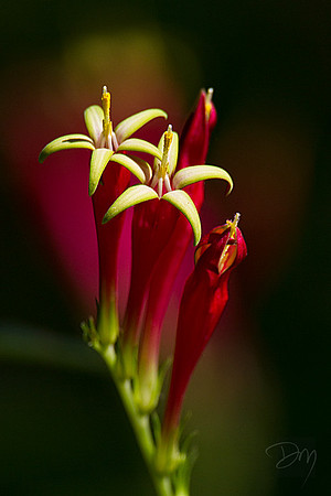 Indian Pink Perfection