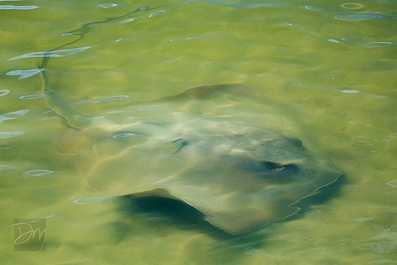 Stingray