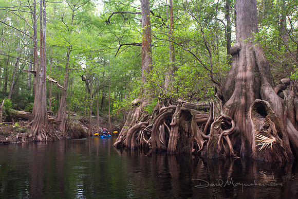 Anatomy_of_a_Cypress
