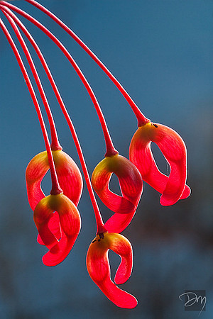 Maple Seed Light
