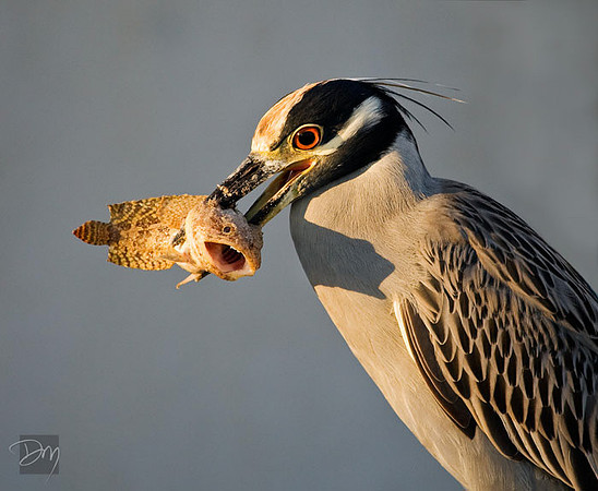 Yellow-crowned Night Heron's Breakfast
