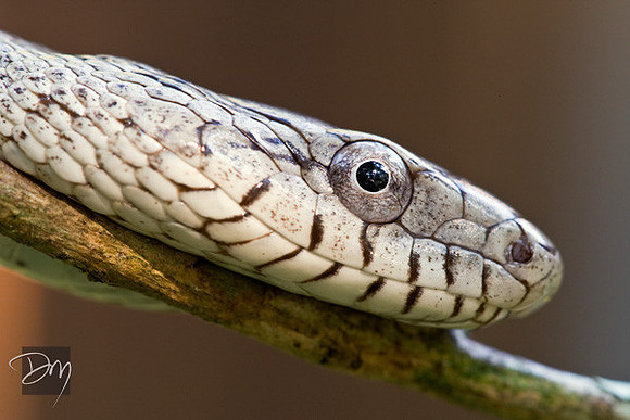 Oak Snake