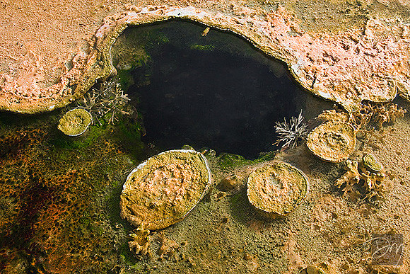 Geothermal Reef