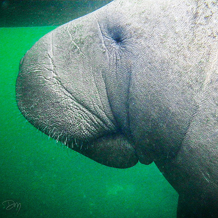 Manatee Profile