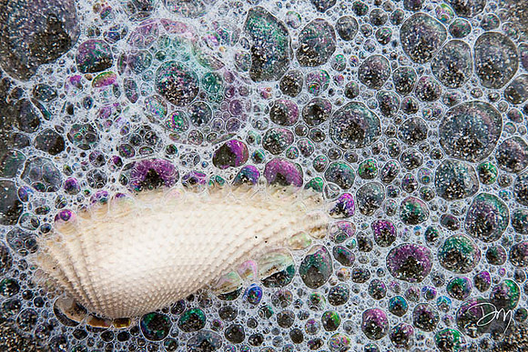 Angelwing and Seafoam
