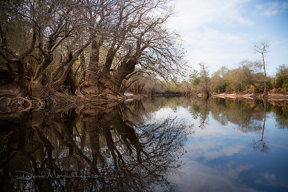 Upper_Suwannee_Tupelo