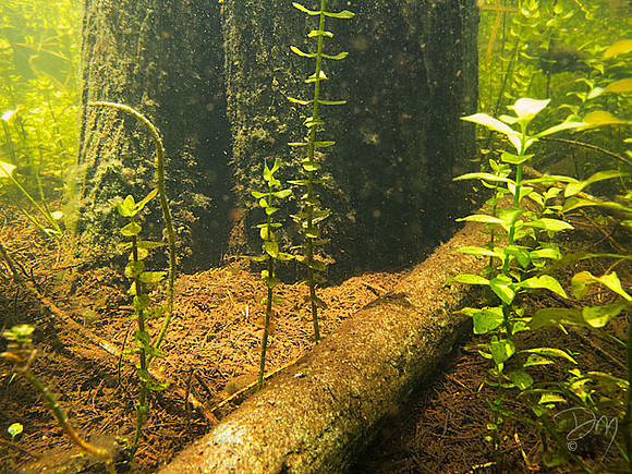Underwater Cypress Swamp