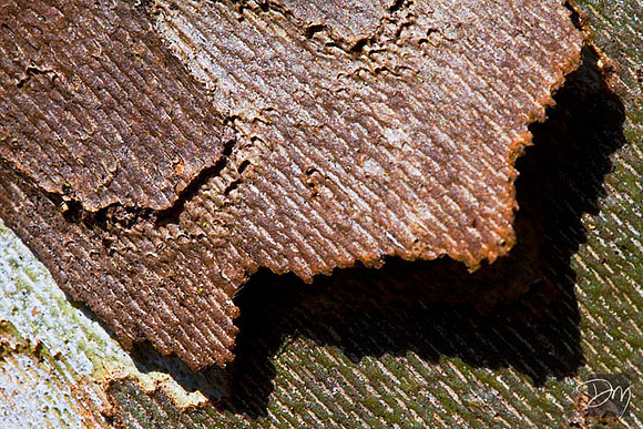 Sycamore Siding