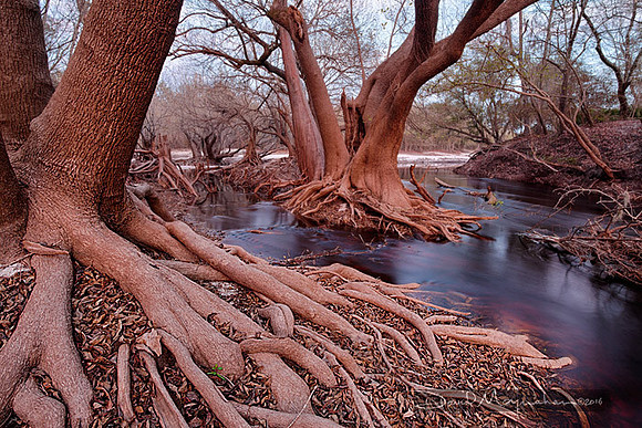 Roots_SunsetLight