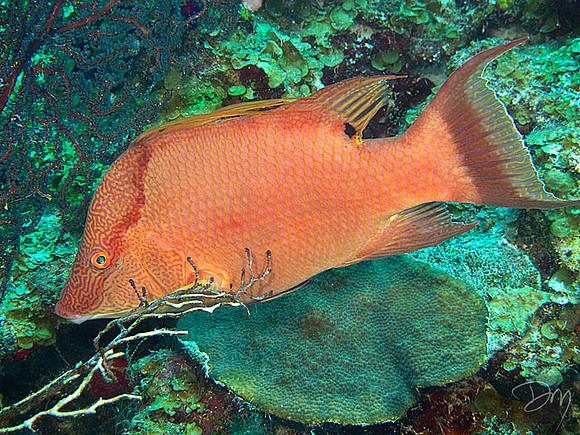 Hogfish