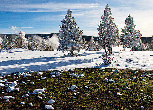 Winter Green
