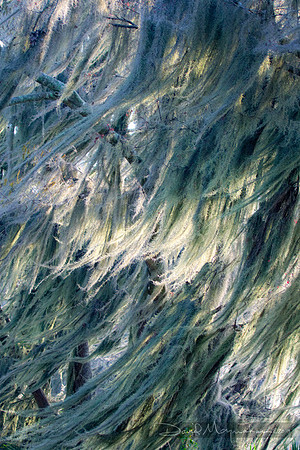 Wind in Moss