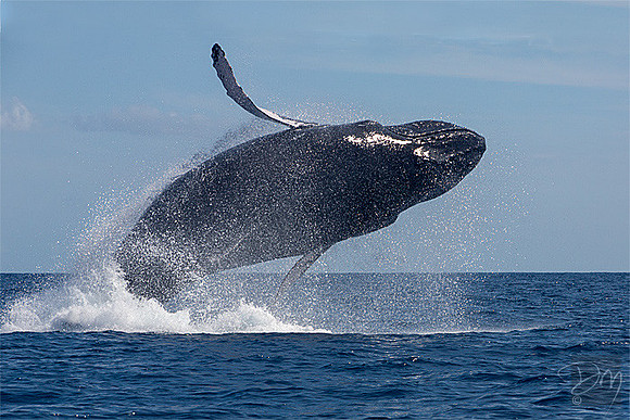 Breach