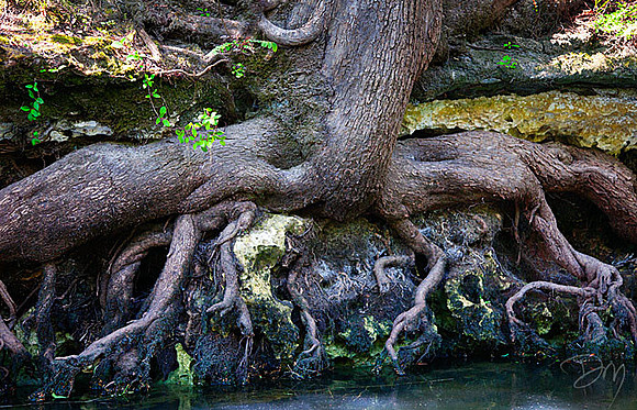 Root Strata