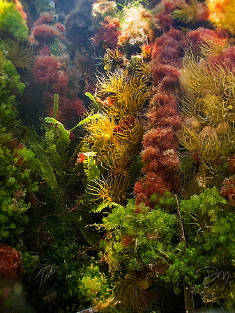 Mangrove Root Ecosystem Detail