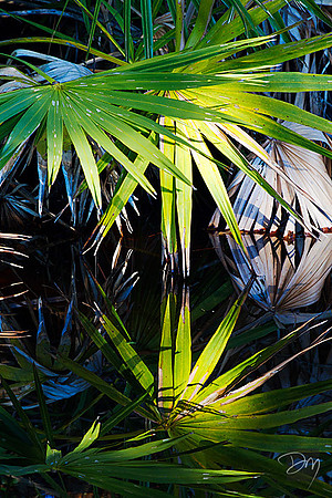 Palmetto Light Reflected