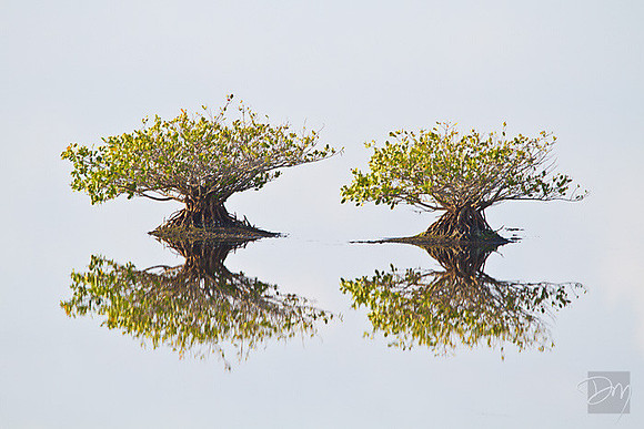 Twins