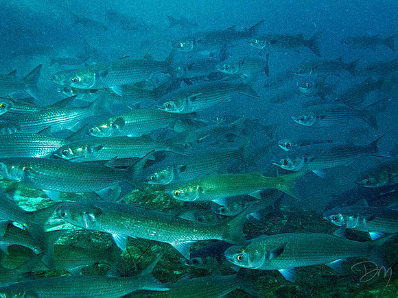 School of Mullet