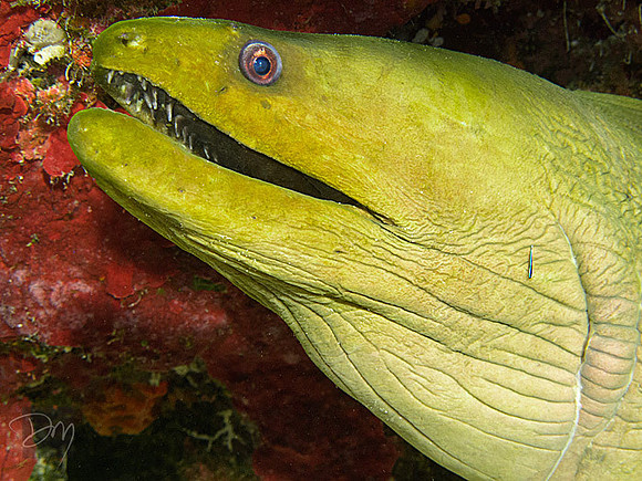 Green Moray